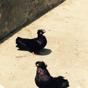 Quwlar temiz cins ag goz ag dimdik komuru qaralardi erkey mayadi cutdu