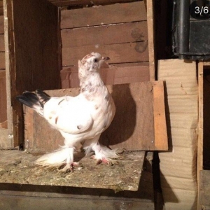 Qiymetler sekillerin usdunde var amma azca endirim etmek olar ))) what