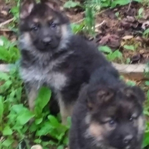 Tecili Avcharka balasi satiram. 1 ay yarimliq diwidi. Real alicilar