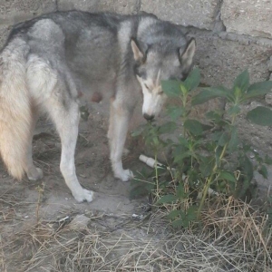 Salam İsde oldqmdan baxamram onun Ücn satram cox