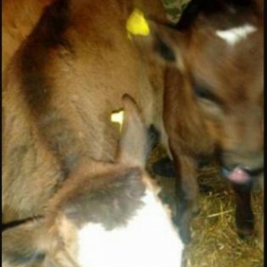 Gürcüstan sortu ətlik bzov lar tez kökləndi 1 ayliqdi