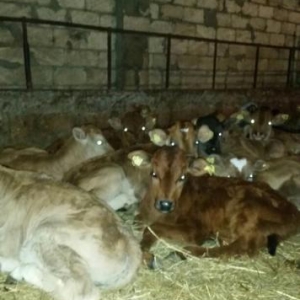 Gürcüstan sortu ətlik bzov lar tez kökləndi 1 ayliqdi