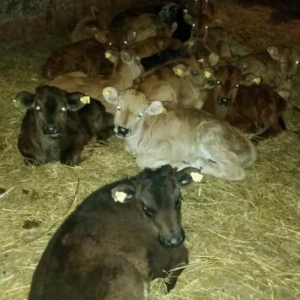 Gürcüstan sortu ətlik bzov lar tez kökləndi 1 ayliqdi