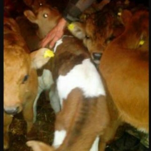 Gürcüstan sortu ətlik bzov lar tez kökləndi 1 ayliqdi