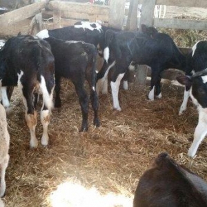 holişdeyin,simental bzovlar 1 ayliqdi dişisi 35 litir süd verir erkəyi