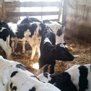 holişdeyin,simental bzovlar 1 ayliqdi dişisi 35 litir süd verir erkəyi