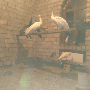 ag tovuz quwu xoruz 1 ededi 750man.3illik tam saglam peyvendler vurulu