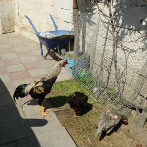 Heyrati  beceler  ve  fereler  satilir---doyushdur  yoxla  apar--ela  heyvanlardir