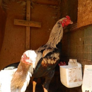 Heyrati  beceler  ve  fereler  satilir---doyushdur  yoxla  apar--ela  heyvanlardir