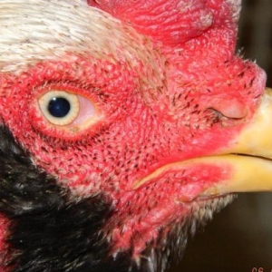 Heyrati  beceler  ve  fereler  satilir---doyushdur  yoxla  apar--ela  heyvanlardir