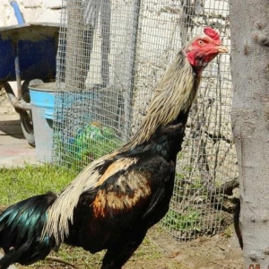 Heyrati  beceler  ve  fereler  satilir---doyushdur  yoxla  apar--ela  heyvanlardir