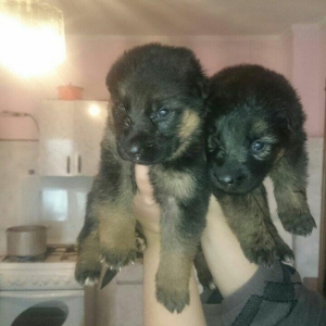 Temiz nemec ovcarka balalari satilir. Atasi,anasi temiz gandi. 19 gunl