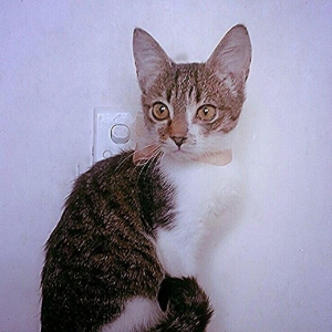 Pulsuz yaxşı etibarlı ellere temiz ev pişiyi verilir 3 aylıq dişi