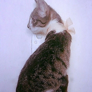 Pulsuz yaxşı etibarlı ellere temiz ev pişiyi verilir 3 aylıq dişi