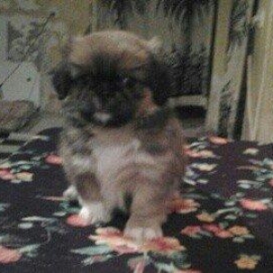 pikines 5 ayliq qizdi iynalar vurulup 170 m cidti 