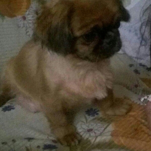 pikines 5 ayliq qizdi iynalar vurulup 170 m cidti wahslara zank vursun