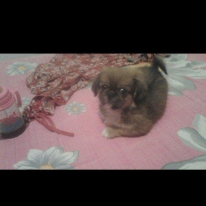 pikines 5 ayliq qizdi iynalar vurulup 170 m cidti wahslara zank vursun