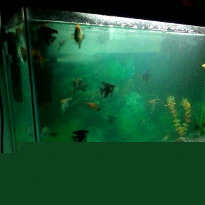 Tecili satiram iwiq ve filterden bawqa hamsini ver