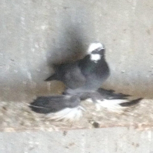 İçi qızğın maya bir dene düşmüş bala üç