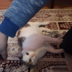 Salam. Oynagan pi****. Oynamagi cox sevir. Maraqli herketler edir. 80az