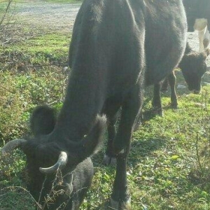 Holland cinsli inək satılır. Doğanakimi  sağılır. Qiymətdə alana endir