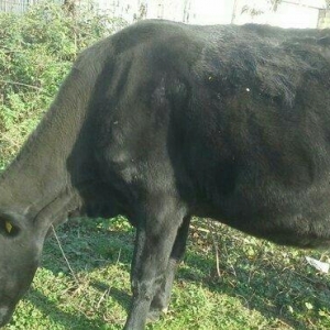 Holland cinsli inək satılır. Doğanakimi  sağılır. Qiymətdə alana endir