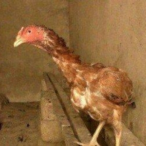 Heyrəti xoruz satılır.30 manata .çəkisi ağırdı.1 ədəd qaldığna görə uc