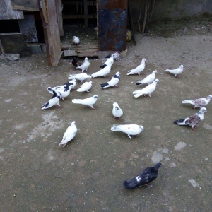 1 denesin 6 manatdan satiram awaxasi 5 denesin almaq wertiynen ucurtma