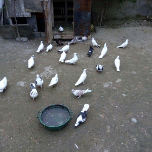 1 denesin 6 manatdan satiram awaxasi 5 denesin almaq wertiynen ucurtma