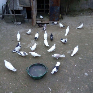 1 denesin 6 manatdan satiram awaxasi 5 denesin almaq wertiynen ucurtma