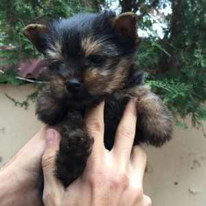 yorkshire terier balası satılır, 2 aylıq erkey