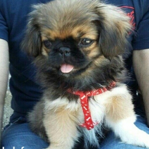 3 aylıq dişi pekines satılır, 1 peyvend vurulu