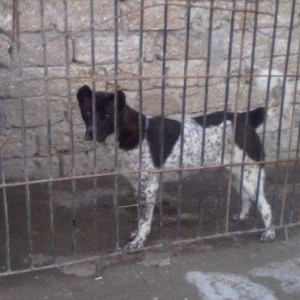 Alabay iti 1 yas 9 ayliqdi disidi cut vurulmuyub a