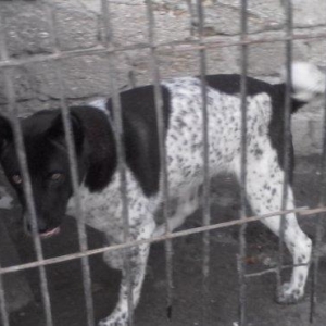 Alabay iti 1 yas 9 ayliqdi disidi cut vurulmuyub afcarka balasi ile