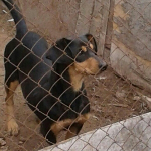 taksa satilir diwidi 1 yaş yarim. cut vurulmuyub. qapi sesine hurur. a