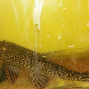 xisnik baliq novu ve pilasos tam saglamdilar problemi yoxdu razilasmaq