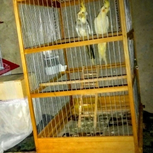 korella papuqay gutduler ev seraitinde baxilir ve 