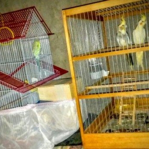 korella papuqay gutduler ev seraitinde baxilir ve tam saglam qusdular