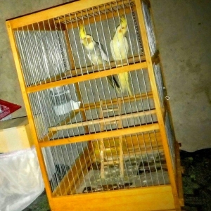 korella papuqay gutduler ev seraitinde baxilir ve tam saglam qusdular