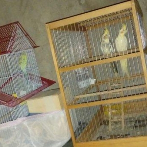 korella papuqay gutduler ev seraitinde baxilir ve tam saglam qusdular