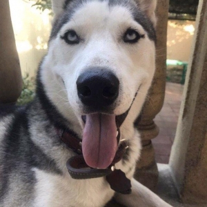 Xaski çütleşdirmeye qız axtarıram 1 yaş 7 aylıqdı