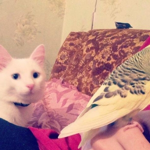 Pisiyi  satiram tecili pul lazimdir diye agili pisiydi  qum medeniyeti