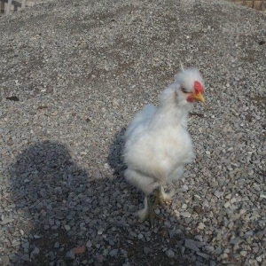 Ponpon xoruz 5 ayliqdı tam sağlam beş barmaqdı isdeyen vassapla elaqe