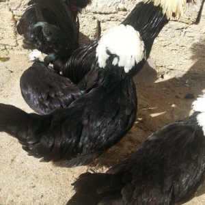 Rahibeler 3 fere 2 xoruz 11 ayliqdi işimden bağlı baxa bilmirem diye