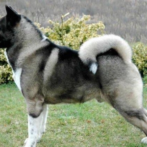 Akita amerikanski erkəkdi cütə dişi axtarılır . Satılmır boş-boşuna na