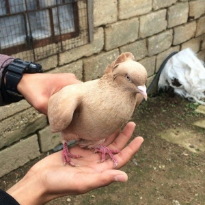 goyercin erkekdi qiymet sondu