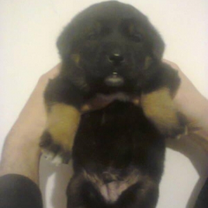 Erkekdi oktyabırın 23 anadan olub. Anası şəkildə olan alman