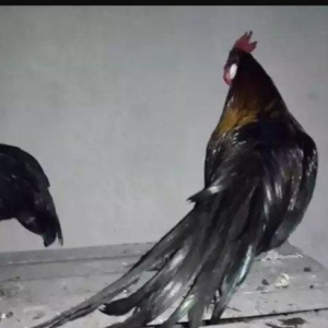 Sekiller ozderinin deyil.4 bramadi 4 orpintondu 2 sibritdi 2 feniksdi