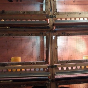 Bruder 600 cuce tutumlu ozume 550 manata basa gelib bunu yigmag cox