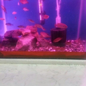 akvarium icinde 10 15 edet balig su nasosu qizdiri